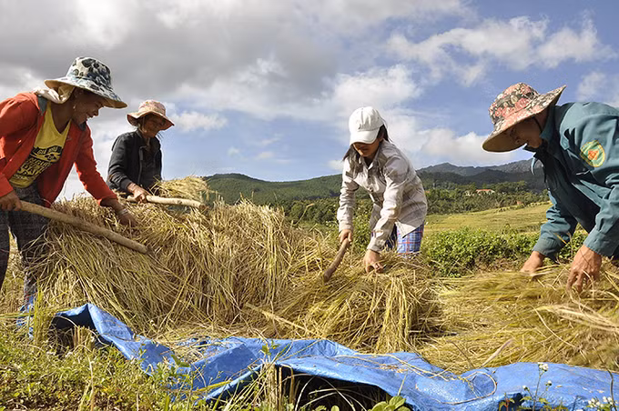 Xuân về trên những thôn làng Kon Tum ảnh 4