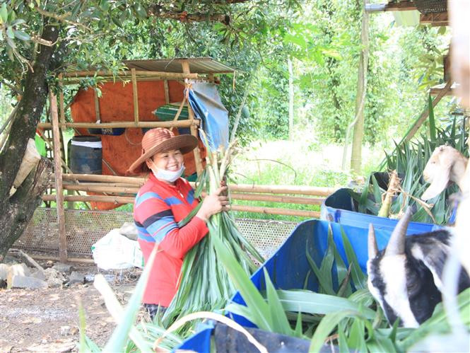 Chị Lý Say Kín ở thôn Bình Giai, xã Phước Minh, huyện Bù Gia Mập, tỉnh Bình Phước chăm sóc đàn dê từ nguồn vốn chính sách xã hội. Ảnh: K GửiH Bình Phước phấn đấu giảm tối thiểu 1.000 hộ nghèo dân tộc thiểu số năm 2023 ảnh 1