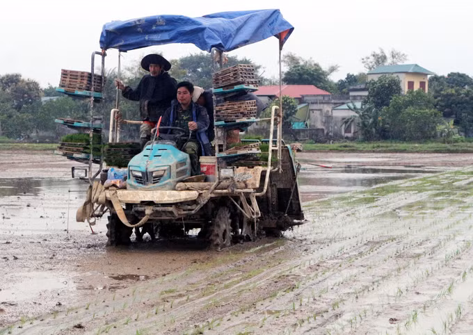 Áp dụng mạ khay, cấy máy giúp nông dân giảm chi phí sản xuất ảnh 4