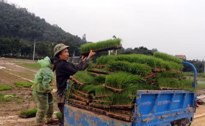 Áp dụng mạ khay, cấy máy giúp nông dân giảm chi phí sản xuất ảnh 3