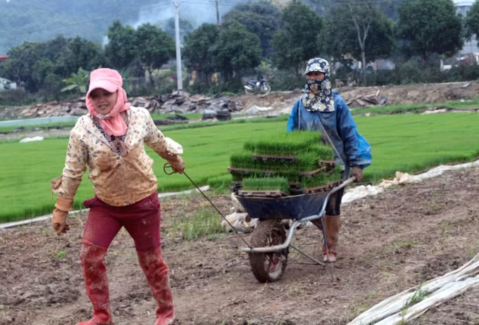 Áp dụng mạ khay, cấy máy giúp nông dân giảm chi phí sản xuất ảnh 5