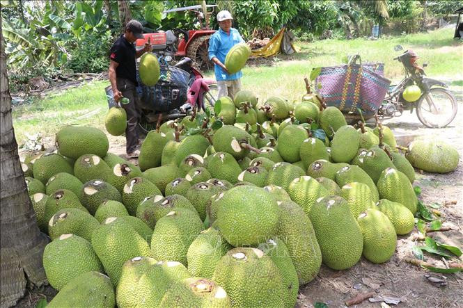 Thu hoạch mít Thái tại huyện Thanh Bình (Đồng Tháp). Ảnh: Nguyễn Văn Trí-TTXVN Đồng Tháp: Người trồng mít lãi từ 10-20 nghìn đồng/kg ảnh 1