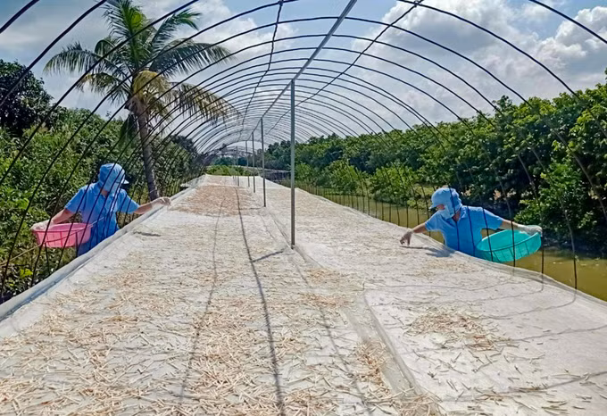 Trà mãng cầu - vị ngọt miền sông Hậu ảnh 1