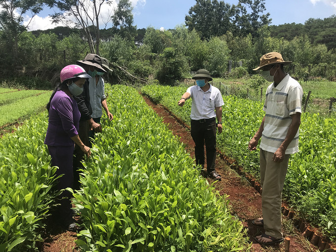 Vườn keo lá tràm chuẩn bị đem trồng của Ban Quản lý rừng phòng hộ Mang Yang. Nguồn:gialai.gov.vn Kiến nghị nâng mức hỗ trợ trồng rừng cho người dân Gia Lai ảnh 2