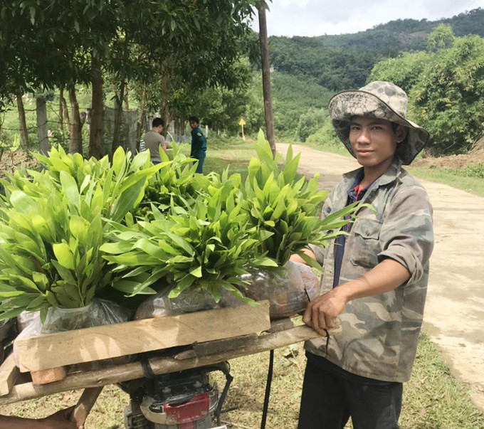 Công ty TNHH một thành viên Lâm nghiêp Kông Chro cấp cây giống cho người dân trồng rừng. Nguồn:gialai.gov.vn Kiến nghị nâng mức hỗ trợ trồng rừng cho người dân Gia Lai ảnh 1