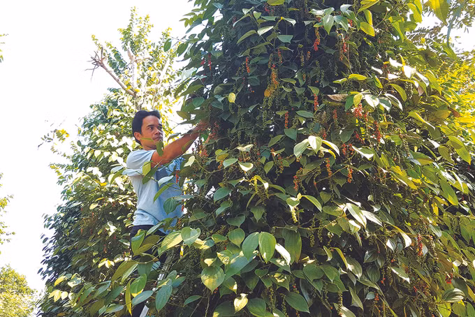 Tuy Đức xây dựng thương hiệu nông sản ảnh 1