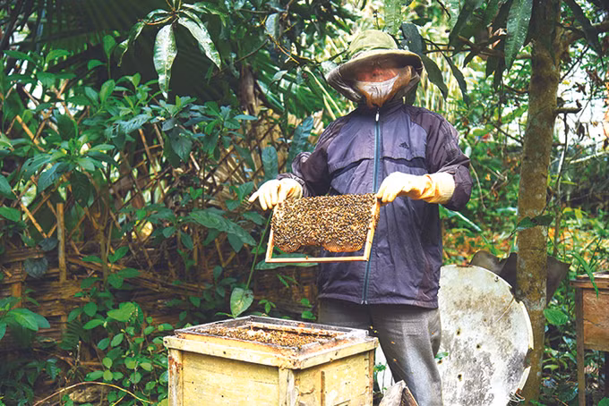 Độc lập phát triển nghề nuôi ong lấy mật ảnh 1