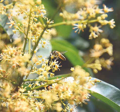 Độc lập phát triển nghề nuôi ong lấy mật ảnh 2