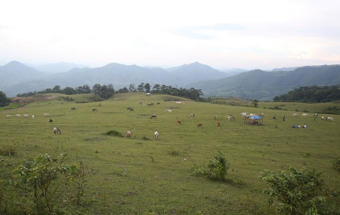 Thảo nguyên Khau Sao thuộc thôn Suối Mạ A (Hữu Kiên, Chi Lăng, Lạng Sơn) là nơi chăn thả hơn 1.700 con ngựa trong đó có gần 700 ngựa bạch thuần chủng nguồn gốc từ Việt Nam. Nơi đây, đồng bào người Tày và Nùng sinh sống chủ yếu nhờ chăn nuôi.Nguồn: langson.tintuc.vn Bảo tồn nguồn gen ngựa bạch Lạng Sơn ảnh 1