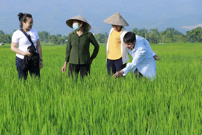 Các thành viên Hợp tác xã dịch vụ nông nghiệp An Sơn kiểm tra quá trình sinh trưởng của lúa Séng Cù Mường Lò. Ảnh: Việt Dũng Gạo Séng Cù Mường Lò ảnh 3