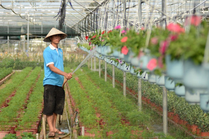 Người dân tưới các chậu hoa treo tại làng hoa Dương Sơn. Ảnh: Văn Dũng – TTXVN Làng hoa Dương Sơn nhộn nhịp vào vụ Tết ảnh 2