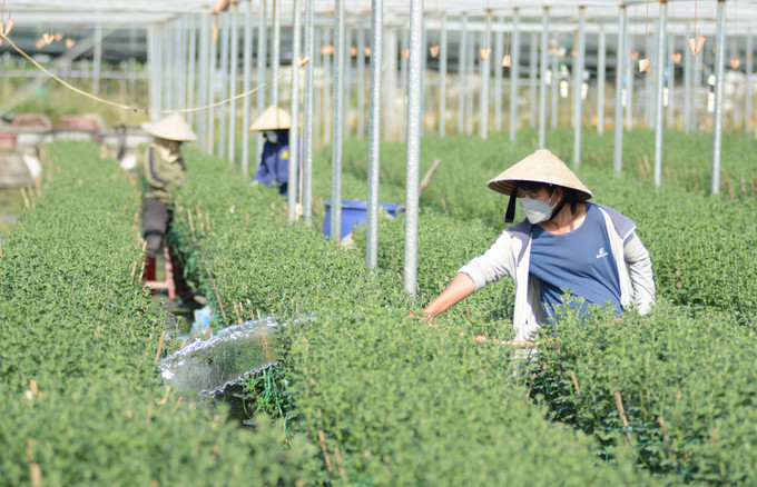 Người dân chăm sóc, cắt tỉa nụ hoa cúc tại làng hoa Dương Sơn. Ảnh: Văn Dũng - TTXVN Làng hoa Dương Sơn nhộn nhịp vào vụ Tết ảnh 3
