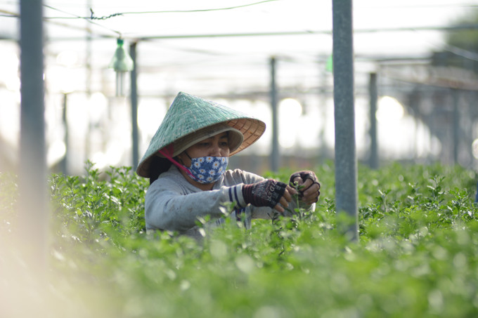 Người dân cắt tỉa nụ hoa cúc tại làng hoa Dương Sơn. Ảnh: Văn Dũng – TTXVN Làng hoa Dương Sơn nhộn nhịp vào vụ Tết ảnh 1