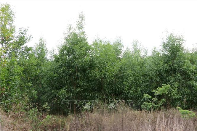 Theo kế hoạch, rừng keo lai sẽ được khai thác trắng sau 7 năm trồng, chăm sóc. Trong khi nguồn vốn của chương trình là vốn trồng rừng thay thế rừng phòng hộ, đặc dụng đã chuyển đổi mục đích sang các dự án thủy điện. Ảnh: Hưng Thịnh – TTXVN Đắk Nông: Trồng cây ngắn ngày thay thế rừng phòng hộ, đặc dụng ảnh 3