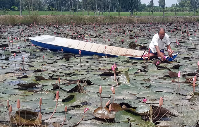 Tạo động lực phát triển vùng đồng bào dân tộc Khmer ảnh 4