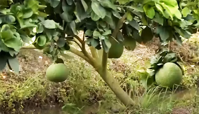 Long An: Chuyển đổi cây trồng trên đất lúa giúp thu lãi hàng trăm triệu đồng/ha ảnh 1