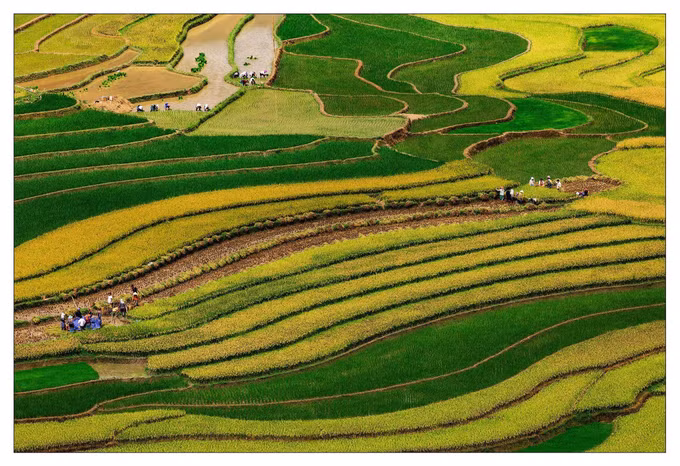 Rực rỡ mùa vàng Mù Cang Chải (Yên Bái) ảnh 4