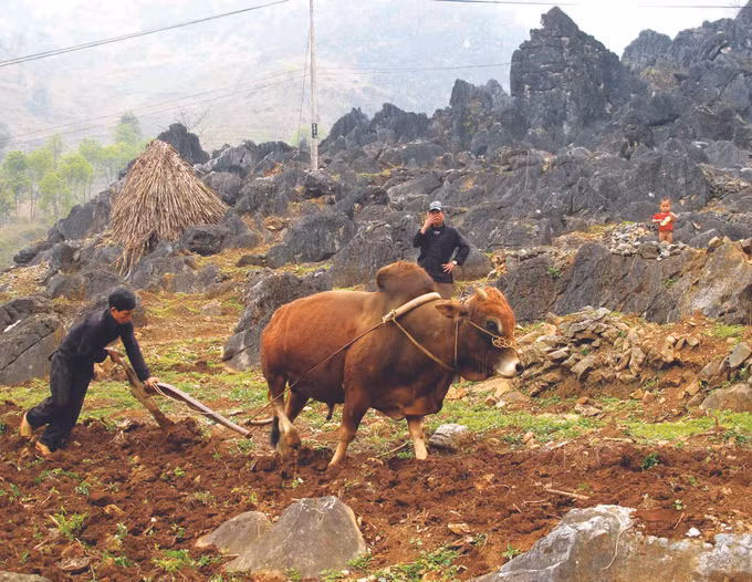 Bài học đoàn kết từ con đường mang tên Hạnh Phúc ảnh 2