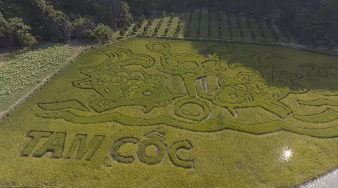  "Lý ngư vọng nguyệt", bức tranh khắc họa trên cánh đồng lúa tại Ninh Bình ảnh 3