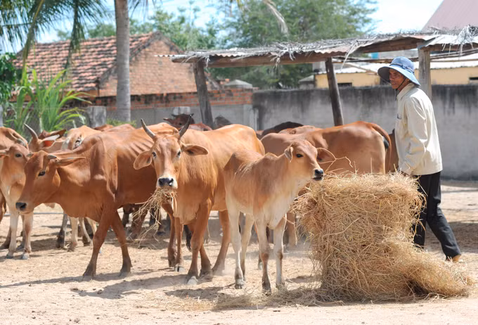 Giải pháp sinh kế cho đồng bào Chăm ở Ninh Phước ảnh 6