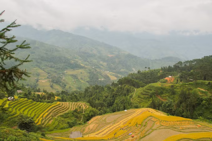 Sắc vàng phủ kín ruộng bậc thang vùng cao Hà Giang ảnh 12