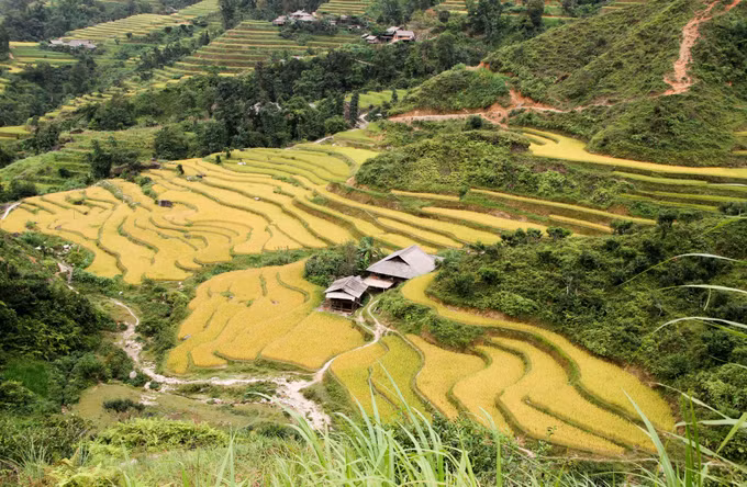 Sắc vàng phủ kín ruộng bậc thang vùng cao Hà Giang ảnh 4