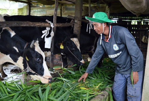 Nhờ chăn nuôi bò sữa mà nhiều hộ dân nghèo thiếu đất sản xuất ở Sóc Trăng đã có cơ hội vươn lên thoát nghèo. Ảnh: internet Nhờ chăn nuôi bò sữa mà nhiều hộ dân nghèo thiếu đất sản xuất ở Sóc Trăng đã có cơ hội vươn lên thoát nghèo. Ảnh: internet