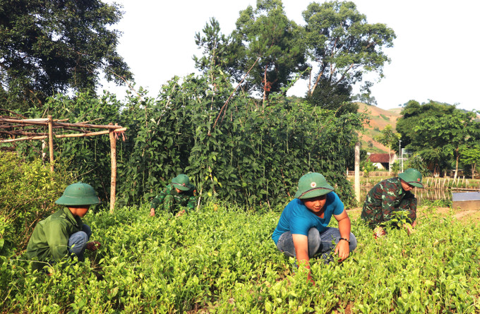 Ngoài thời gian học tập, các con nuôi Đồn Biên phòng Chiềng On (Sơn La) còn tham gia cùng BĐBP tăng gia sản xuất, trồng rau xanh để cải thiện bữa ăn, sinh hoạt. con8.jpg