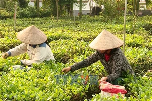 Thay đổi diện mạo nông thôn vùng đồng bào dân tộc thiểu số