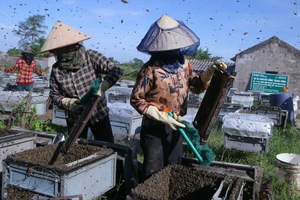 Đưa ong về lấy mật ở Vườn quốc gia Xuân Thủy