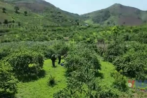 Vùng biên đổi thay nhờ trồng cây ăn quả trên đất dốc