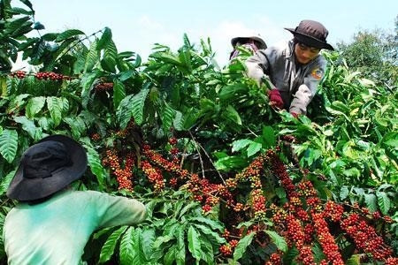 Nông dân thu hoạch cà phê chín đỏ - ASAHI NHẬT BẢN