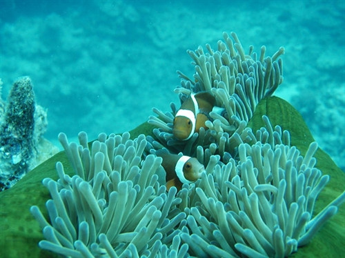 Phát triển bền vững biển, đảo Việt Nam: Bảo tồn đa dạng sinh học ở vùng biển Phú Quốc | Báo ảnh Dân tộc và Miền núi