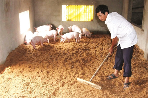 Công nghệ 11, Chăn nuôi sử dụng đệm lót vi sinh