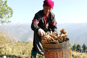 Ổn định sinh kế trên nương đá vùng cực Bắc