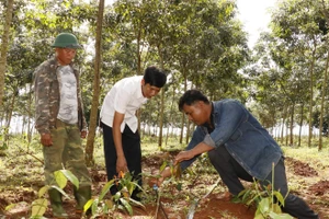 Thu tiền triệu mỗi ngày từ rau rừng