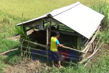 Giảm nghèo hiệu quả từ mô hình nuôi bò sinh sản