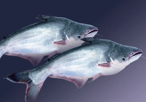 Kỹ thuật nuôi cá basa trong ao đạt chất lượng cao | Báo ảnh Dân tộc và ...