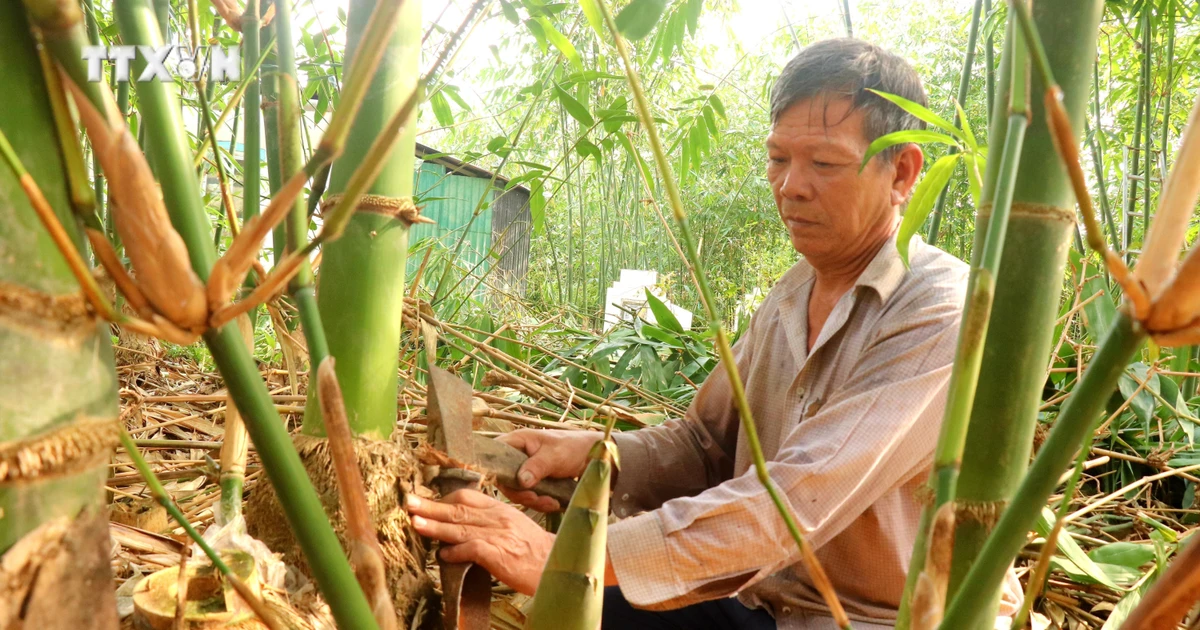 Nông dân Cái Răng trồng tre tứ quý ít chi phí, không lo đầu ra