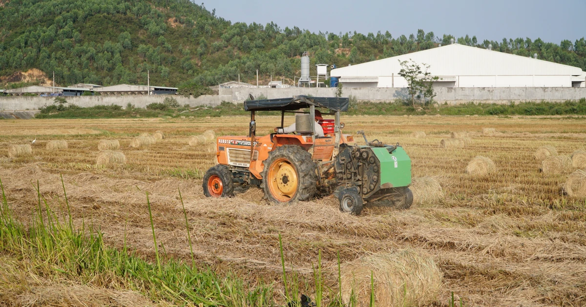 Lợi ích của việc tận dụng rơm rạ sau thu hoạch tại Gia Lai