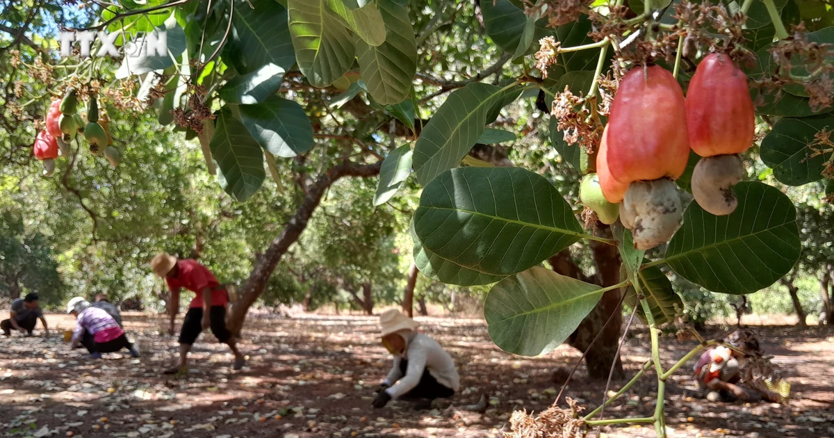 Xuân Giáp Thìn năm 2024, nông dân Bình Phước, thu hoạch hạt điều, thủ phủ hạt điều Việt Nam, Đông Nam Bộ | Báo ảnh Dân tộc và Miền núi