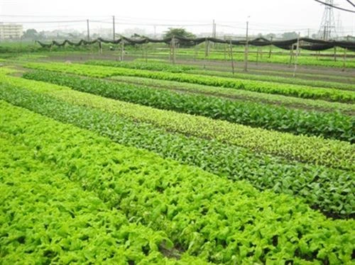 Cần Thơ: Trồng rau non an toàn cho thu nhập cao | Báo ảnh Dân tộc và ...