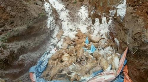 Dịch tả lợn châu Phi vẫn diễn biến phức tạp tại Bình Phước