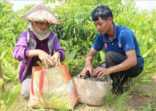 Đắk Lắk khuyến cáo người dân thận trọng với cây trồng mới