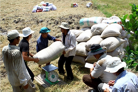 Hậu Giang: Luồng gió mới trong sản xuất lúa