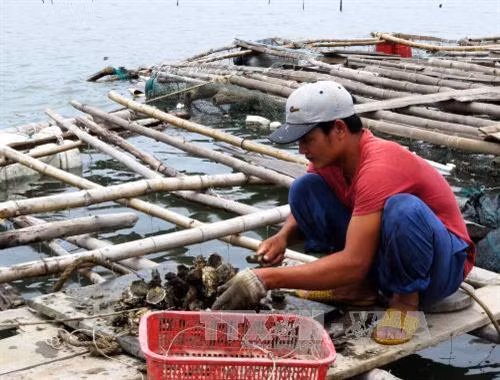 Kỹ thuật nuôi hàu thương phẩm
