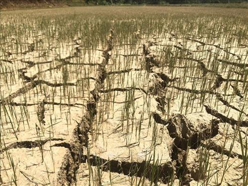 Bến Tre công bố tình huống khẩn cấp do xâm nhập mặn