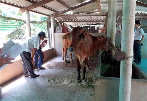 Thái Nguyên cơ bản đã khống chế được ổ dịch lở mồm long móng