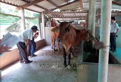 Thái Nguyên cơ bản đã khống chế được ổ dịch lở mồm long móng