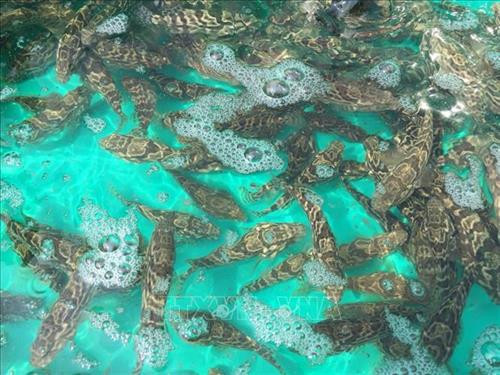 Sản xuất thành công giống cá mú Trân Châu